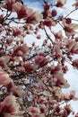 Numerous magnolia buds opening on branches of trees in the park, moving softly in the breeze Royalty Free Stock Photo