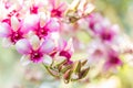 Beautiful pink and white orchid, Dendrobium. Royalty Free Stock Photo