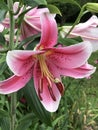 Beautiful Pink Speckled Oriental Stargazer Lily - Lilium Royalty Free Stock Photo