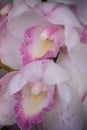 Pastel Pair of Orchids Royalty Free Stock Photo