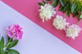 Beautiful pink and white peony flower with leaves on a white pink background. Flat lay, top view.  ÃÂ¡opy space for text Royalty Free Stock Photo