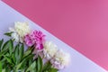 Beautiful pink and white peony flower with leaves on a white pink background. Flat lay, top view.  ÃÂ¡opy space for text Royalty Free Stock Photo