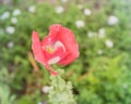 Beautiful pink and white poppy flower blooming in Texas, USA Royalty Free Stock Photo