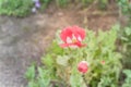 Beautiful pink and white poppy flower blooming in Texas, USA Royalty Free Stock Photo