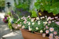 Beautiful pink and white Pyrethrum daisy flowers blossoming a flower pot under the sunlight