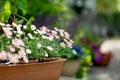 Beautiful pink and white Pyrethrum daisy flowers blossoming a flower pot under the sunlight