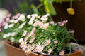 Beautiful pink and white Pyrethrum daisy flowers blossoming a flower pot under the sunlight