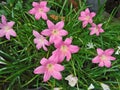 Beautiful pink and white rain lily flowers in garden Royalty Free Stock Photo