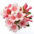 Beautiful Pink And White Rhododendron Flowers In 8k Resolution