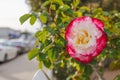 Beautiful pink-white rose on bush. Roses bushes blooming in the garden, blurred cityscape in the background Royalty Free Stock Photo