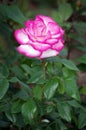 Beautiful pink and white rose on dark green background