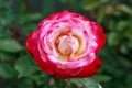 Beautiful pink and white rose flower in a summer garden under the bright sun close-up. Symbol of love. Royalty Free Stock Photo