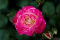 Beautiful pink white rose significe Feminity and peace