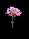 Beautiful Pink and White roses Black background Royalty Free Stock Photo