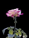 Beautiful Pink and White roses Black background Royalty Free Stock Photo