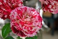 Beautiful pink and white roses Rosa flower blooming in the summer garden Royalty Free Stock Photo