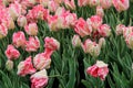 Beautiful pink and white striped tulips in landscaped garden Royalty Free Stock Photo