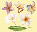 Beautiful pink and white tropical flowers plumeria, frangipani leaf.