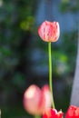 Beautiful pink and white Tulip, Darwin Hybrid Tulip in a flowerbed