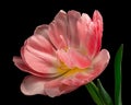 Beautiful pink-white blooming tulip with green stem and leaves isolated on black background. Close-up shot. Royalty Free Stock Photo