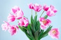 Beautiful pink white tulips on blue background, horizontal, side view, closeup