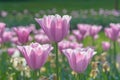 Pink and white tulips in the garden Royalty Free Stock Photo