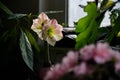 Beautiful pink and white waxed amaryllis