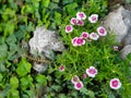 Beautiful pink and white wild flowers in grass and rocks