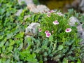 Beautiful pink and white wild flowers in grass and rocks.