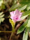 Beautiful pink wildflowers behind the house