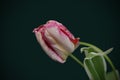 Beautiful Pink and Yellow Blooming Parrot Tulip Head against a Black background. Close Up Parrot Tulip flower. Royalty Free Stock Photo