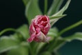 Beautiful Pink and Yellow Blooming Parrot Tulip Head against a Black background. Close Up Parrot Tulip flower. Royalty Free Stock Photo