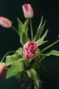 Beautiful Pink and Yellow Blooming Parrot Tulip Head against a Black background. Close Up Parrot Tulip flower. Royalty Free Stock Photo