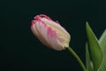 Beautiful Pink and Yellow Blooming Parrot Tulip Head against a Black background. Close Up Parrot Tulip flower. Royalty Free Stock Photo