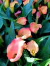 Beautiful pink and yellow calla lily flower blooming in the Spring Royalty Free Stock Photo