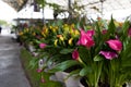 Pink and yellow calla lily flowers growing in the garden Royalty Free Stock Photo