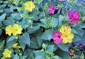 Beautiful pink yellow closeup flowers nature romantic garden still life Royalty Free Stock Photo