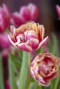 beautiful pink and yellow double-flowered tulip