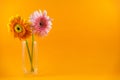 Beautiful pink and yellow flower in vase, wallpaper, yellow background Royalty Free Stock Photo