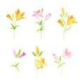 Beautiful pink and yellow lily flowers set. Blooming herbaceous plant vector illustration Royalty Free Stock Photo