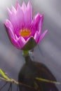 Closeup pink lotus flower, macro flower Royalty Free Stock Photo