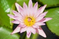 Beautiful pink and yellow Lotus flower pollinated by bees in a pond in Pamplemousse botanical garden at Mauritius island. Royalty Free Stock Photo