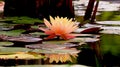 Beautiful pink and yellow lotus reflected in the water of the pond Royalty Free Stock Photo