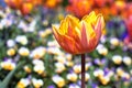 Beautiful pink, yellow and orange tulip spring flower