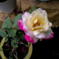 Beautiful pink and yellow rose flower blooming in the garden, nature photography, organic gardening background Royalty Free Stock Photo