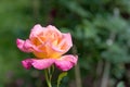 Beautiful pink with yellow rose flower in the garden after the rain, small depth of field Royalty Free Stock Photo