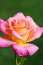 Beautiful pink with yellow rose flower in the garden after the rain, small depth of field Royalty Free Stock Photo