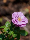 Beautiful pink yellow rose flower on a sunny day.