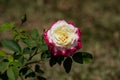 Beautiful pink yellow rose flower on a sunny day. Royalty Free Stock Photo