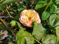 Beautiful pink and yellow rose up close and personal